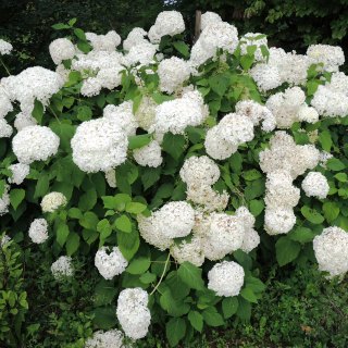 Ballhortensie