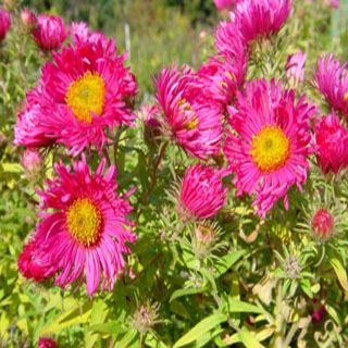 Astern Bauerngarten