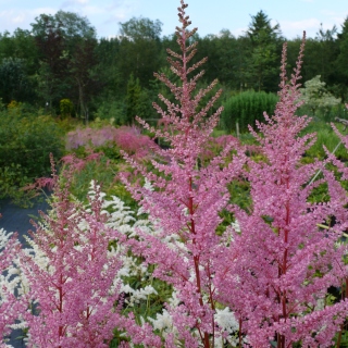 Astilbe Prachtspiere