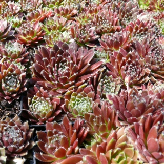 Sempervivum Sedum Dachwurz