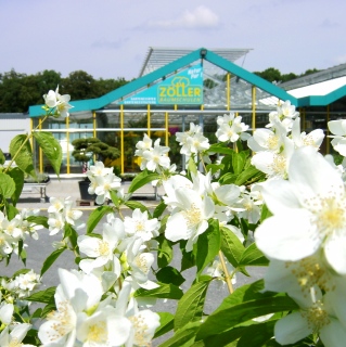 Duftjasmin Philadelphus