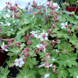 Storchschnabel Geranium Spessart