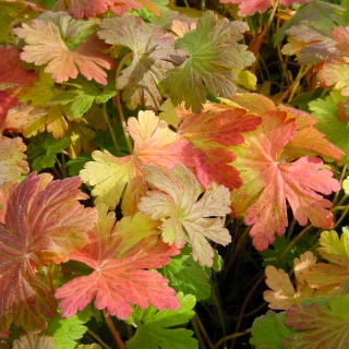 Herbstfrbung Geranium.