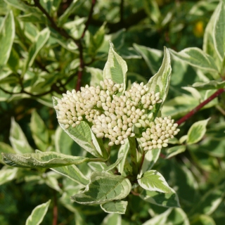 Hartriegel Cornus