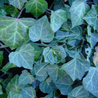 Efeu Hedera