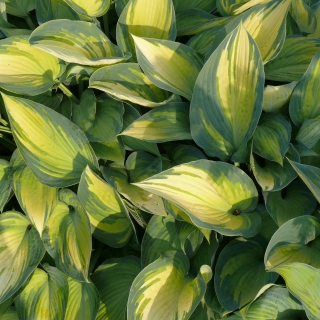 Funkie Hosta Blattschmuck