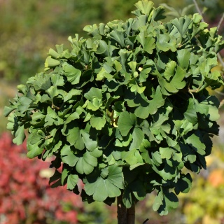 Kugelginkgo