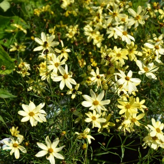 Netzblatt Mdchenauge Coreopsis