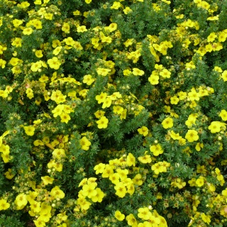 Fnffingerkraut. Potentilla.