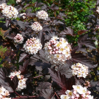 Rote Fasanenspiere Physocarpus Diabolo