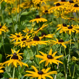 Rudbeckia Goldsturm Gelber Sonnenhut