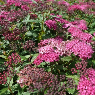 Zwergspiere Spiraea