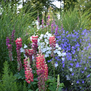 Staudenlupine Storchschnabel Geranium