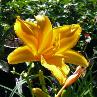 Hemerocallis Taglilie