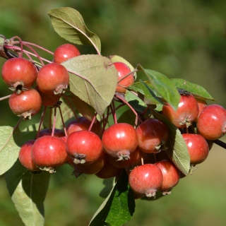 Zierapfel